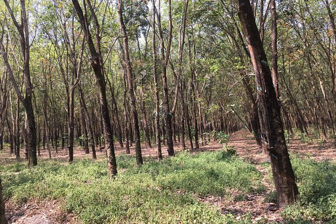 Ben Duoc - Authentic Cu Chi Tunnels Private Tour - The Guide Makes the Difference, Especially in English