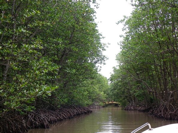 Cần Giờ Eco-Tour with Monkeys, Crocs & War History - Key things to know before you go