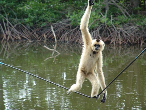 Cần Giờ Eco-Tour with Monkeys, Crocs & War History - From District 1 pickup to Cần Giờ’s mangroves