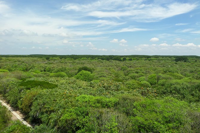 Can Gio Mangrove Eco And Wildlife Discovery Tour - Tang Bong Tower: a 26-meter viewpoint that fixes your bearings