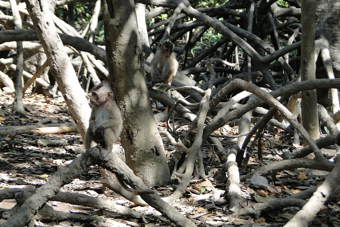 Can Gio Mangrove Eco And Wildlife Discovery Tour - Lunch and the reset between wildlife stops