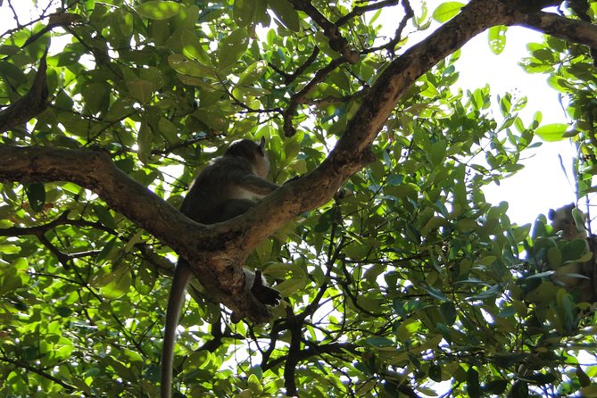Can Gio Mangrove Eco And Wildlife Discovery Tour - Rung Sac Guerrilla Base by canoe: the war story you can feel