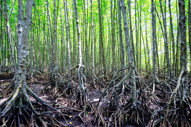Can Gio Mangrove Forest 1 day tour - Price and what you truly get for $55 per person