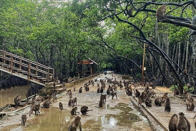 Can Gio Mangrove Forest Island Private Tour From Ho Chi Minh City - Vam Sat Eco Park: Crab Fishing and Bird Watching in Real Wetlands