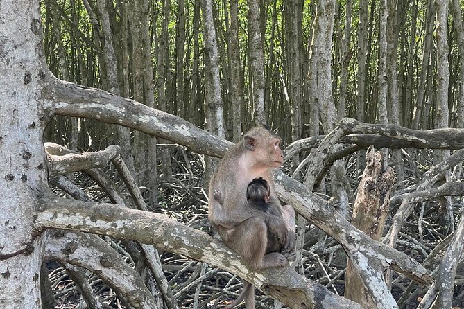 Can Gio Mangroves - Monkey Island by Motorbike and Scooter - Monkey Island: hundreds of monkeys plus guerrilla hideout history