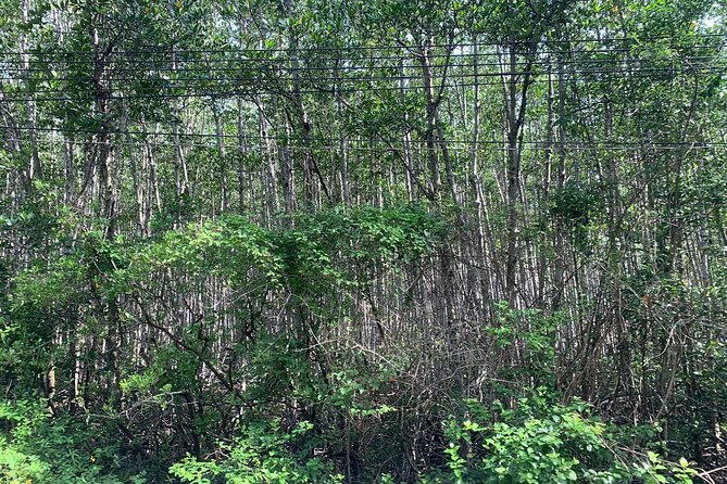 Can Gio Mangroves - Monkey Island by Motorbike and Scooter - What makes this $65 tour good value (and what to check first)