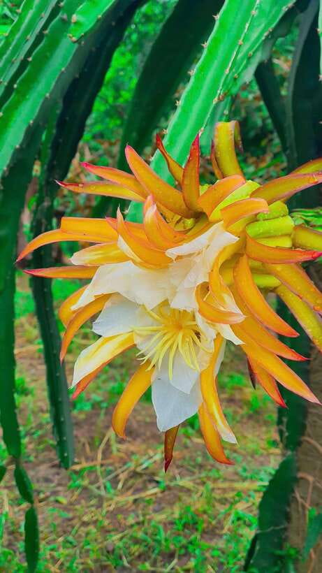Can Tho: Authentic Mekong Delta – Real Local Life Tour. - Guide factor: Sophia and Anh often set the tone