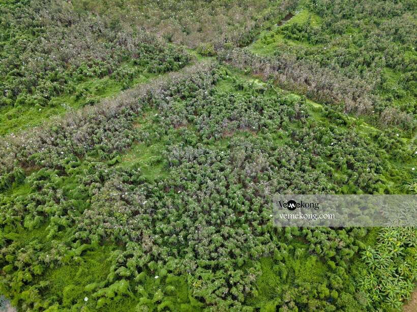 Can Tho: Lung Ngoc Hoang Forest Nature Reserve Half-Day Tour - Why Lung Ngoc Hoang Feels Different From “Main Mekong Delta” Stops
