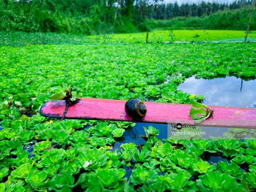 Can Tho: Lung Ngoc Hoang Forest Nature Reserve Half-Day Tour - Getting There: Pickup, Drive Time, and How the 4.5 Hours Works