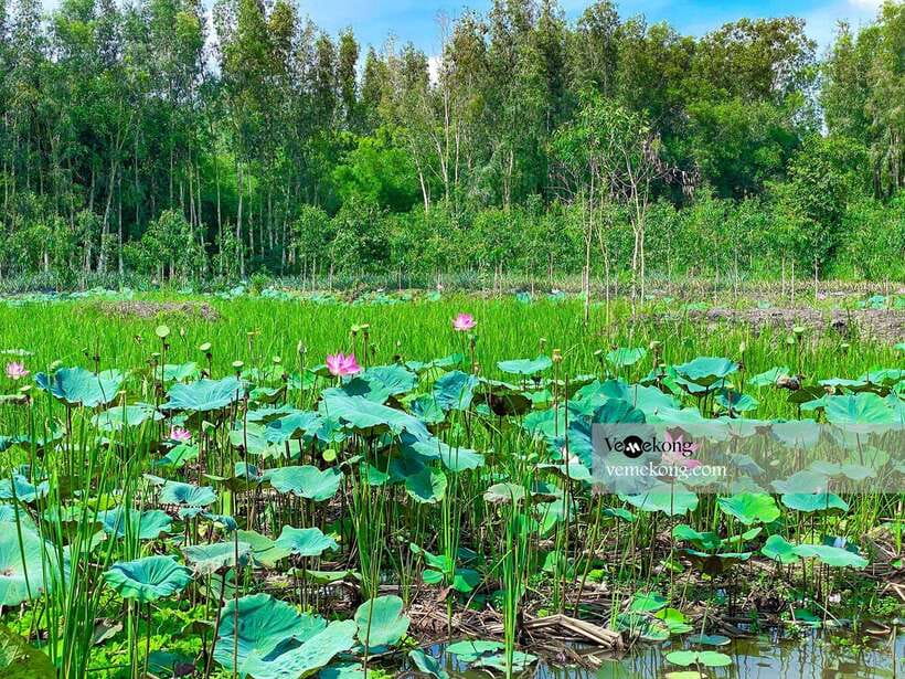 Can Tho: Lung Ngoc Hoang Forest Nature Reserve Half-Day Tour - The Forest Nature Walk: 1.2 km “Pancake Paths” and a Smart Backup Option