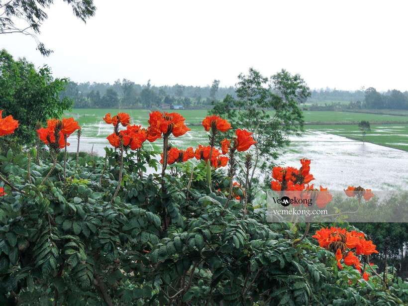 Can Tho: Lung Ngoc Hoang Nature Reserve & Forest Tour - Nature walk on pancake paths, 1.2 km, and the boat-back option