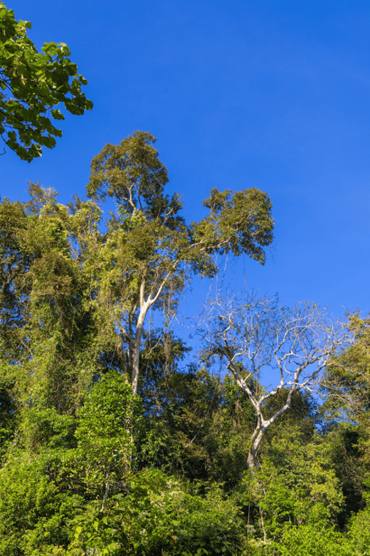 Cat Tien National Park with Crocodile Lake - Ecological Trail: Tung Tree, Giant Plants, and Thac Troi Rapids