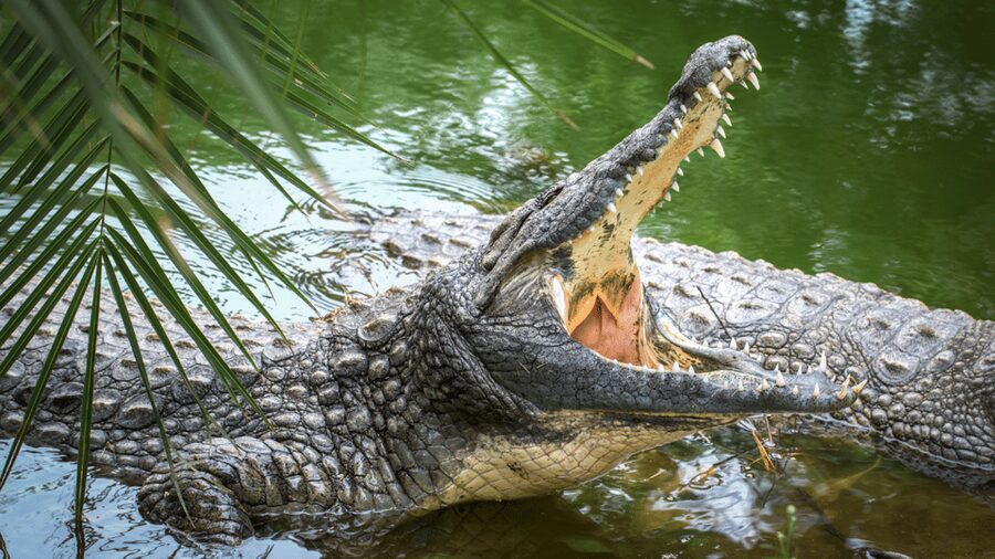 Cat Tien National Park with Crocodile Lake - Who This Tour Fits Best (And Who Should Skip It)