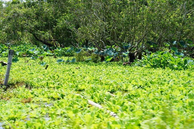 Culture and Wildlife Discovery Explore Chau Doc Tra Su Forest - How the forest route feels, motor versus quiet sections