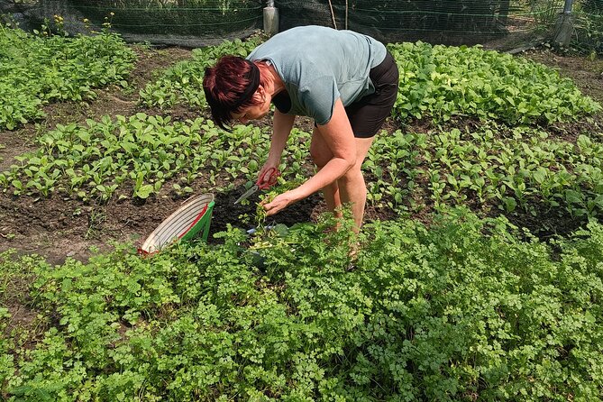 Exploring organic farm & Vietnamese Culinary with Master chef - Hands-on harvesting: vegetables, mushrooms, and animal care