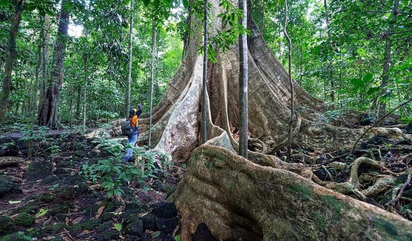From HCM: Cat Tien Park Jungle Day Trip with Optional 2D1N - Day Tour vs 2D1N: which pacing fits you?