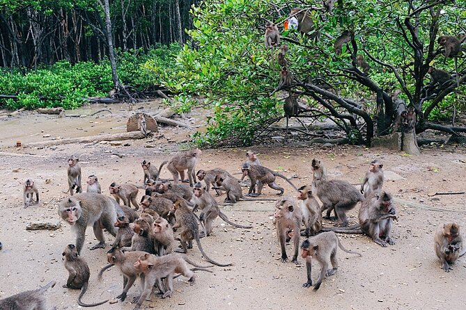 From Ho Chi Minh: Can Gio Trek – Monkey Island & Crocodile Farm - Cần Giờ seafood market and seaside lunch: the day’s payoff