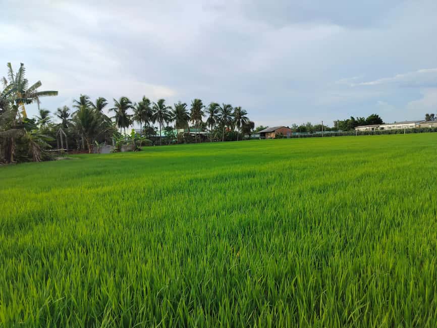 Mekong Day Trip Group 12pax Explore Bicycle & Cooking Class - Family Tiny Garden farm time: bike past orchards, dragon fruit, and rice fields