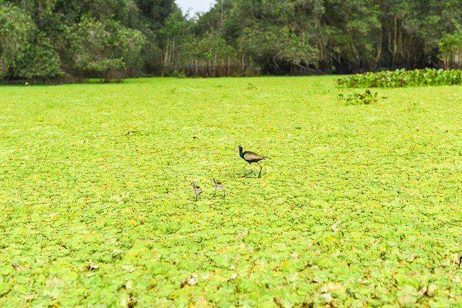 Mekong Delta 3-Day: Saigon to Phnom Penh Gateway - Day 2: Cai Rang Floating Market, Khmer Temples, Tra Su Birds, and Nui Sam