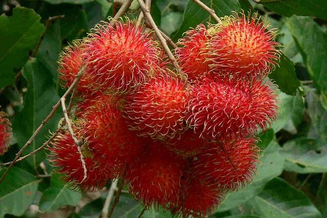 Mekong Delta 4 Islands, TukTuk, Boat, Try Khot Cake Local Cooking - Coconut Gardens, Tuk Tuks, and the Taste of Ben Tre