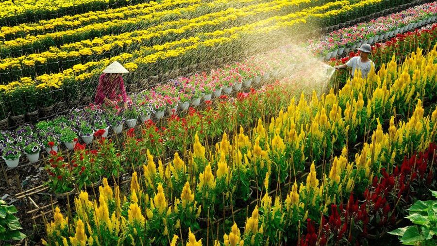 Mekong Delta Tour 2-Day (SaDec – Can Tho - My Tho - Ben Tre) - Key things I’d watch for