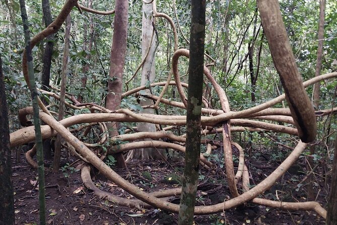 Nam Cat Tien National Park 2-Day Tour with Lodging, Meals.. - Night safari by jeep: when to expect wildlife, and when not to