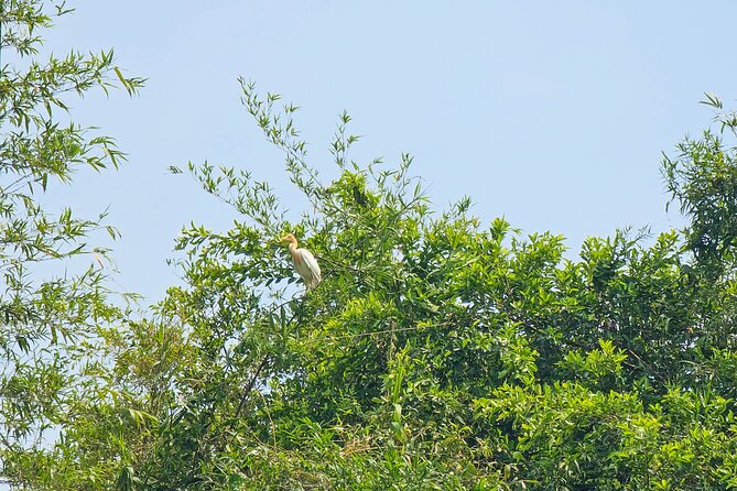 Private Full Day Mekong Delta Tour to Dong Thap Muoi Wetlands - Key highlights you should care about