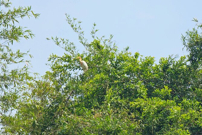 Private Full Day Mekong Delta Tour to Dong Thap Muoi Wetlands - Thạnh Tân pineapple farm: how one crop reshapes daily life