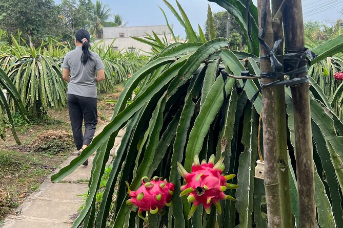 Rural Can Tho Biking Trail - Dragon fruit farm riding: seeing how everyday agriculture looks up close