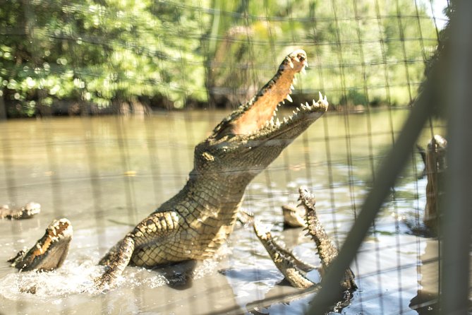 Small-Group Tour to Can Gio Vam Sat Mangrove Forest - Crocodile Lake and Monkey Chances: The Walk After Lunch