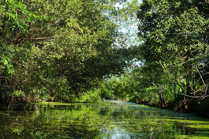 Southern Forest Tour – Explore Hau Giang Nature - Transportation, Timing, and How to Prepare