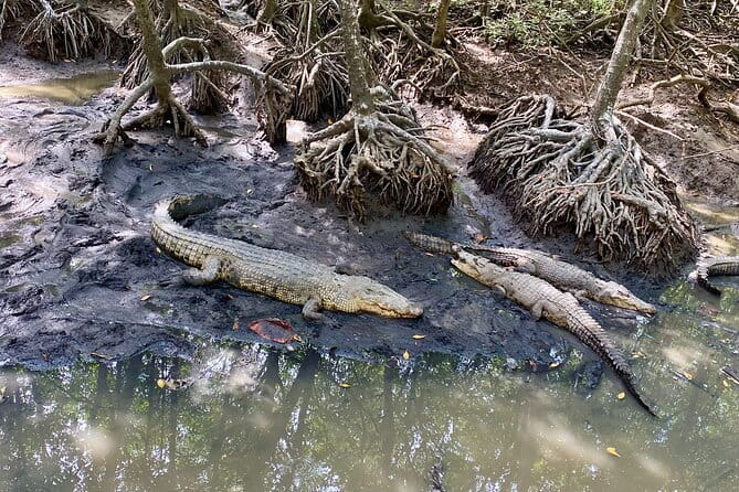 UNESCO Listed Can Gio Mangrove and Monkey Island trek - Canoe ride and mangrove time: slow transport through a living system