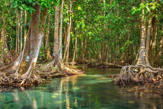Vam Sat Mangrove Forest - VIP Private Tour - Why Can Gio feels like a different Vietnam from Saigon