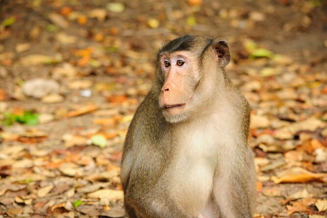 Vam Sat Mangrove Forest - VIP Private Tour - The mangrove canoe ride and the fisherman life you pass