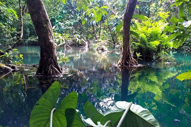 Vam Sat Mangrove Forest - VIP Private Tour - Bat preservation zone: boatmen guide you deeper